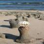 Australie - Coquillage au soleil