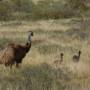 Australie - Emus!