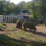 Australie - Zoo de Perth, le 7/10/2011.