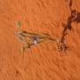 Australie - Cap Peron: petite fleur du désert