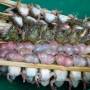 Laos - Brochettes de grenouilles