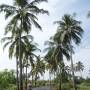 Inde - en route pour la plage de Benaulim