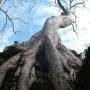 Cambodge - 