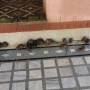 Inde - 