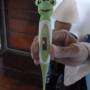 Thaïlande - 