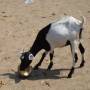 Inde - 