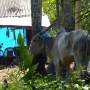 Inde - zebu