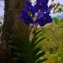 Thaïlande - 