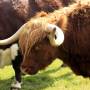 Nouvelle-Zélande - Un apres-midi a la ferme