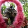 Inde - Ballade en elephant