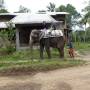 Inde - Ballade en elephant