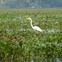 Inde - Back waters