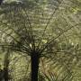 Nouvelle-Zélande - tree fern