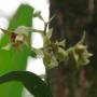 Singapour - 