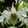 Singapour - 