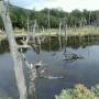 Argentine - Parc National de la terre de feu 6