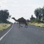 Australie - Petit dromadaire sauvage