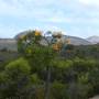 Australie - En bas du Frenchman peak