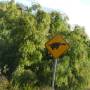 Australie - Attention passage de tortues !