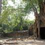 Cambodge - Behind the Ta Prohm Temple