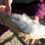 Cambodge - Fruit of cotton (Kampong Cham)