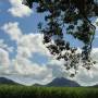 Australie - Canne à sucre