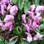 Singapour - Jardin des orchidées - Jardin de las orquídeas