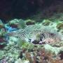 Philippines - Poisson globe