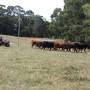 Australie - Les vaches et Vin sur son 4 wheeler avec Sally le chien de travail