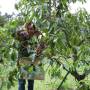 Australie - Avocados picking