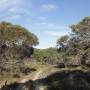 Australie - my garden in Kangaroo Island !