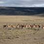 Argentine - 