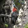 Argentine - 