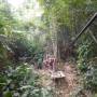 Laos - Gibbon Experience