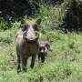 Afrique du Sud - Maman et BB phacochère à Addo Elephant Parc