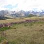 Nouvelle-Zélande - Arthur Pass