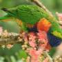 Australie - Les petites perruches du parc botnique