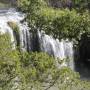 Australie - rain forest 