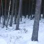 Suède - Ski de fond en foret !