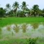 Cambodge - Paysages entre Kep et Kampot