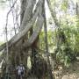 Chine - Le seul arbre qui peuple TOUTE la foret