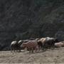 Laos - Vache rose et cornes bizarres. Vue sur le Mekong