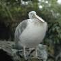 Singapour - Zoo de Singapour