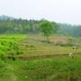 Thaïlande - Paysage de rizière lors de notre Trek