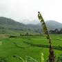 Viêt Nam - Mai chau