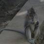 Indonésie - Petit singe dans grand temple Uluwatu