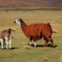Bolivie - 