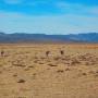 Bolivie - 