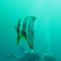 Thaïlande - Nous et un poisson géant (Bat Fish) !!!