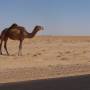 Maroc - 